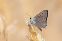 Tharsalea xanthoides