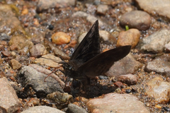 Pachyneuria duidae