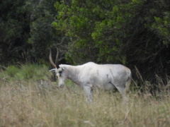 Damaliscus pygargus phillipsi