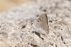 Tharsalea xanthoides