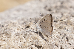 Tharsalea xanthoides