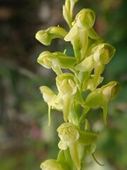 Platanthera obtusata