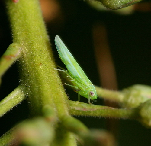 Subgenus Signatasca · iNaturalist
