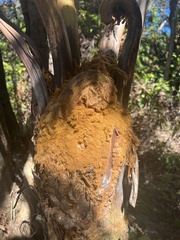 Cibotium glaucum