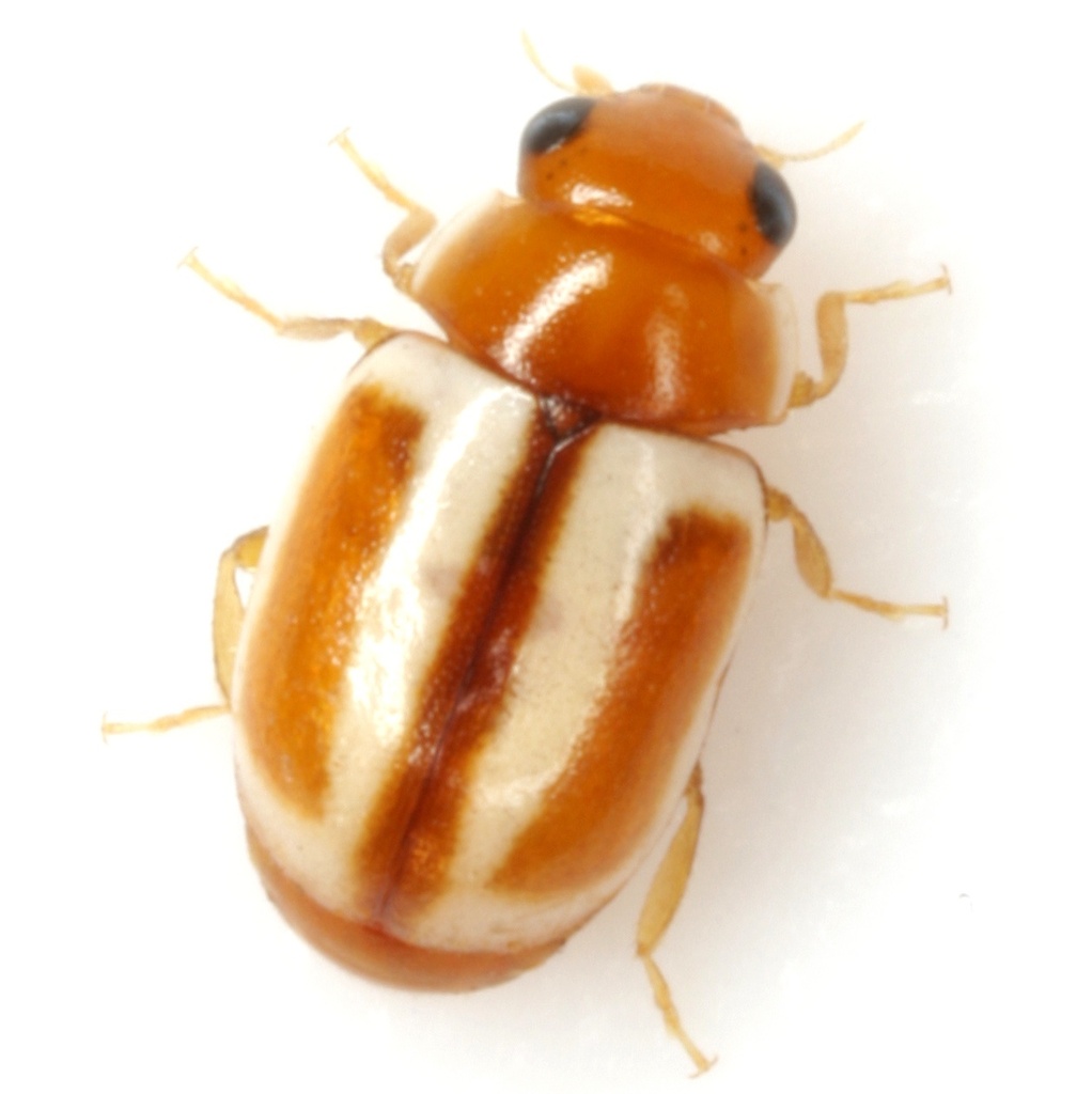 Hyperaspidius shauli