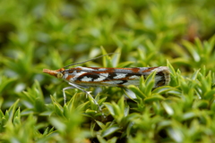 Orocrambus xanthogrammus
