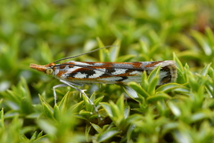 Orocrambus xanthogrammus