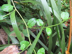 Hackelia latifolia