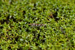 Orocrambus xanthogrammus