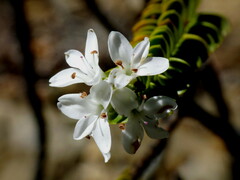 Veronica pauciramosa