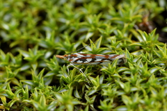Orocrambus xanthogrammus