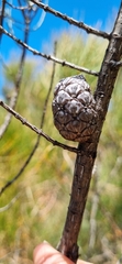 Allocasuarina muelleriana