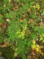 Taxus canadensis