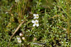 Euphrasia australis