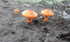 Agaricus trisulphuratus