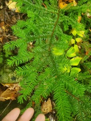 Taxus canadensis