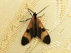 Dycladia
