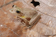 Ranoidea thesaurensis