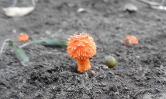 Agaricus trisulphuratus