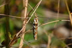 Orocrambus xanthogrammus