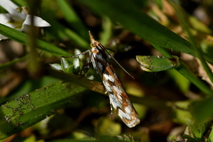Orocrambus xanthogrammus