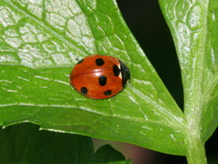 Coccinella septempunctata