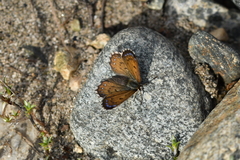 Lycaena caerulea