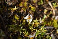 Euphrasia dyeri