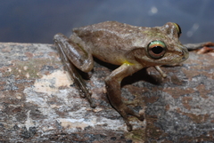 Ranoidea thesaurensis