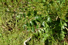 Gingidia montana