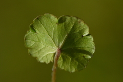 Hydrocotyle microphylla