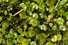 Hydrocotyle microphylla
