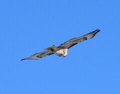 Buteo jamaicensis