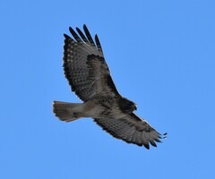 Buteo jamaicensis