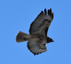 Buteo jamaicensis