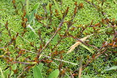 Gaultheria macrostigma
