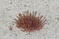 Epilobium melanocaulon