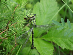 Ophiogomphus obscurus