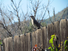Mimus polyglottos