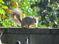 Sciurus niger