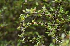 Coprosma propinqua propinqua