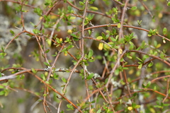 Coprosma rigida