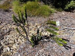 Veronica pauciramosa