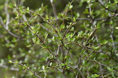 Coprosma propinqua propinqua