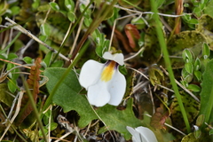 Mazus radicans
