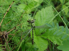 Ophiogomphus obscurus