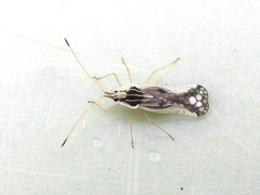 Leptopharsa heidemanni