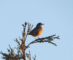 Turdus migratorius