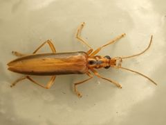 Thelyphassa lineata