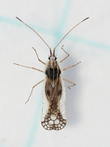 Leptopharsa heidemanni